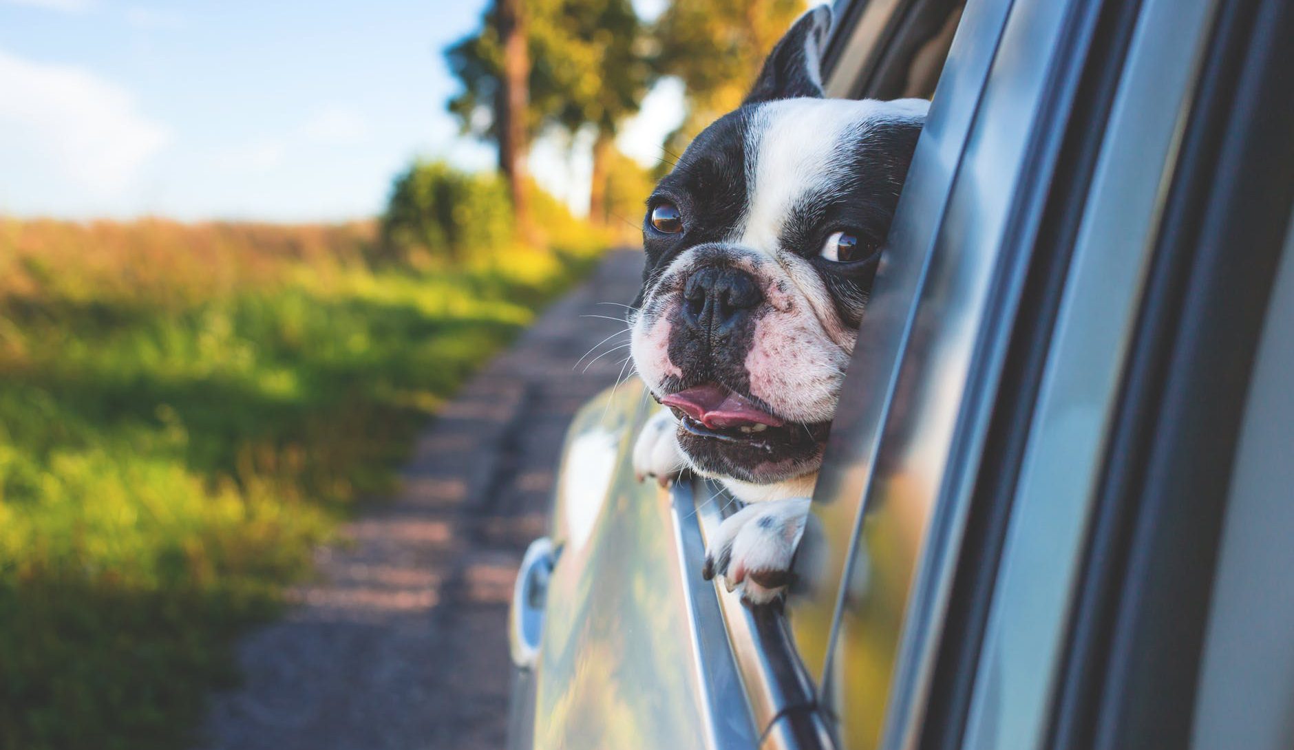 viajar con mascotas en coche