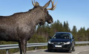 accidentes contra animales