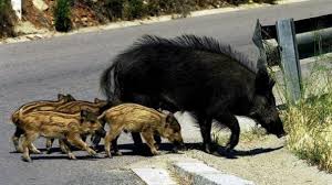 accidentes contra animales